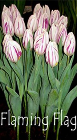 Flaming Flag - белый с фиолетовыми прожилками. Новинка! Высота бокала до 7 см.